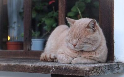 Why do Cats Sleep so Much?