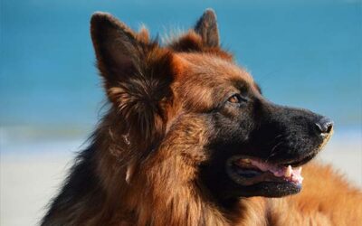 10 Reasons For German Shepherds