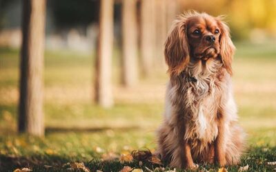 Keeping Your Dog’s Coat Healthy