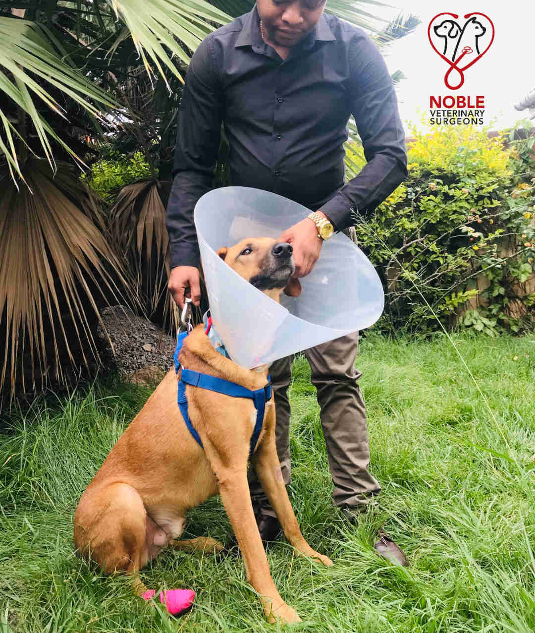 Picture of International Pet Relocation | Pet Transport Services