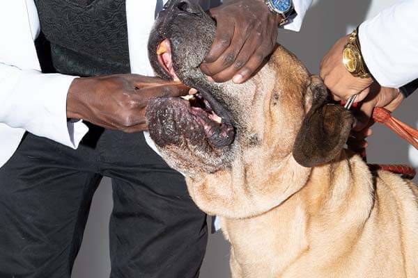 Animal deworming Animal deworming