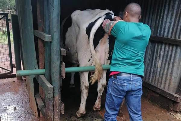 artificial insemination Artificial insemination services