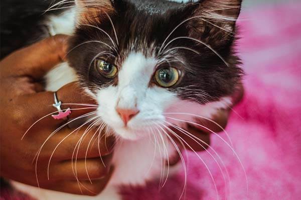 cat deworming cat deworming