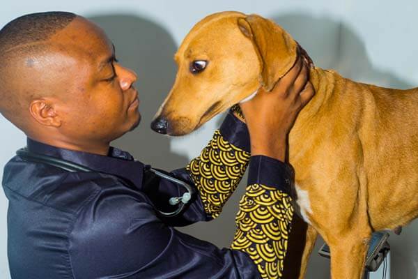 dog deworming dog deworming