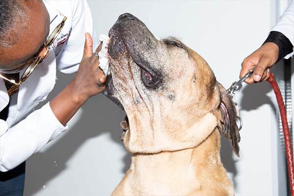 pet deworming pet deworming