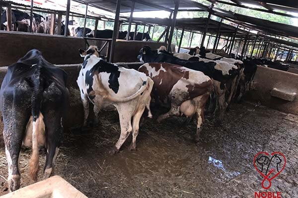 farm animal services farm animal services