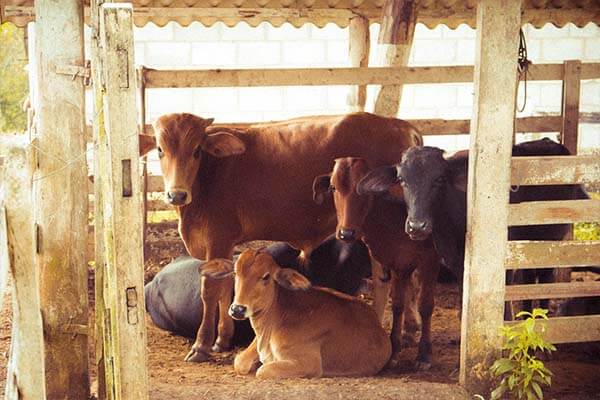 farm services farm animal services