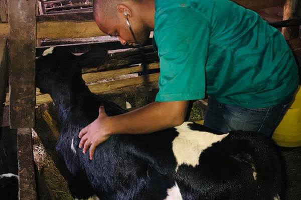farm vet farm animal services