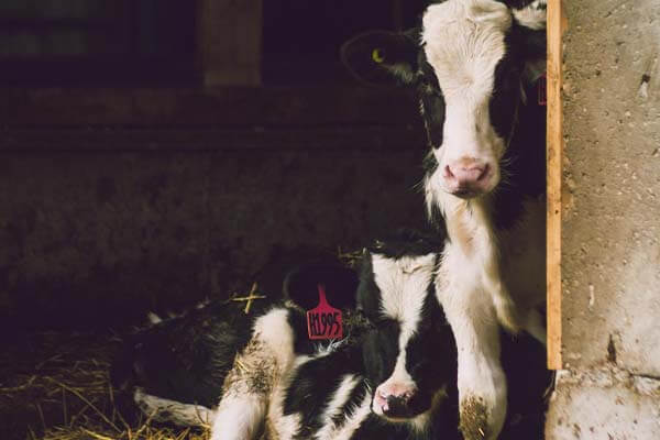 livestock vet services Farm animal veterinarian
