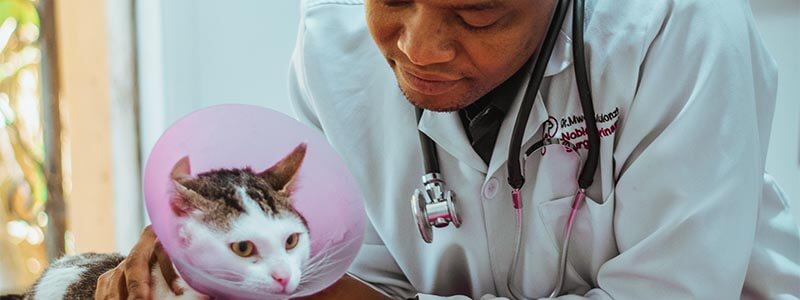 the noble veterinary surgeons