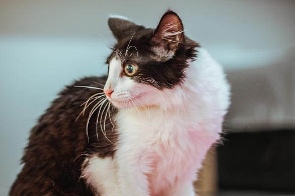 cat vaccinations cat vaccine schedule