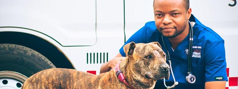 the noble veterinary surgeons