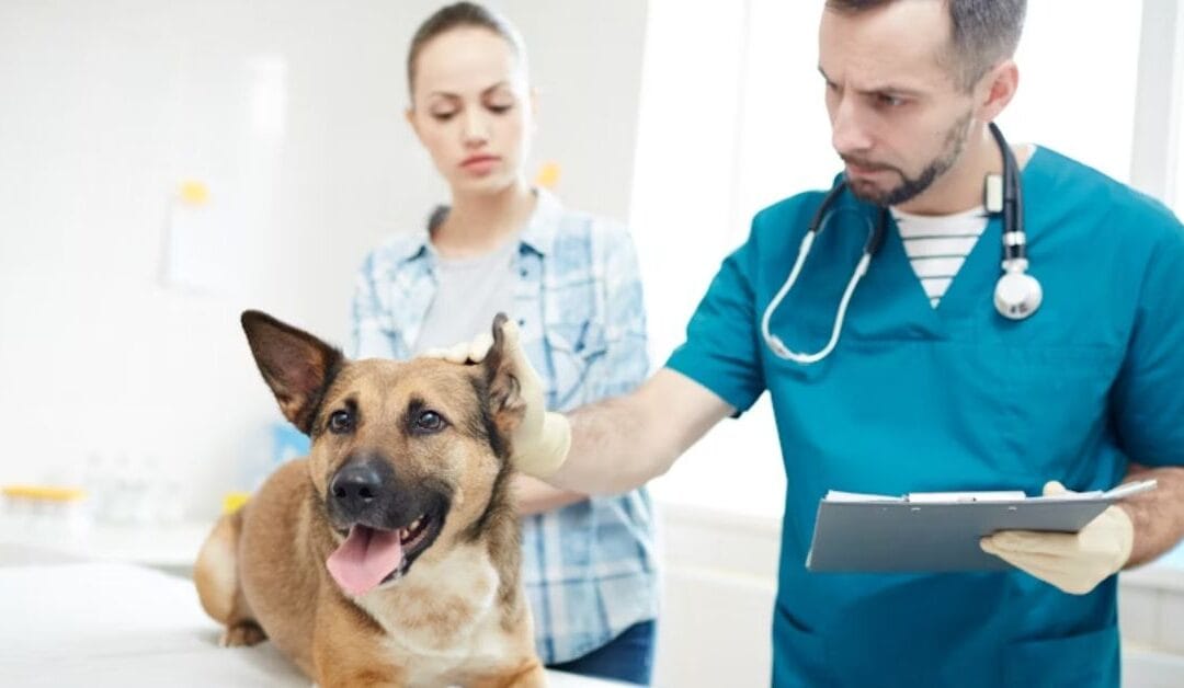 9 Benefits of Regular Veterinary Check-ups for Your Pet