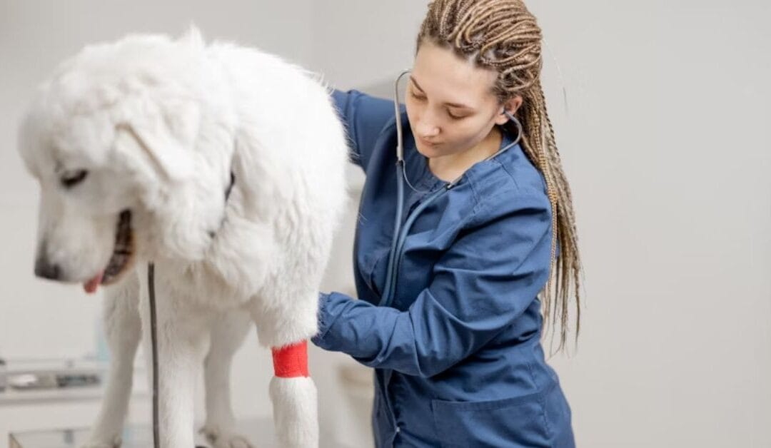 How to Find the Best Veterinary Clinic for Your Pet or Animal