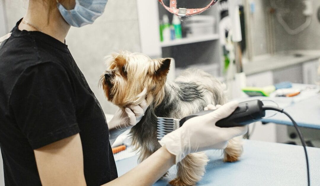 9 Signs Your Pet Needs Grooming (And Why It Matters)