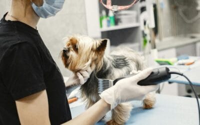 9 Signs Your Pet Needs Grooming (And Why It Matters)