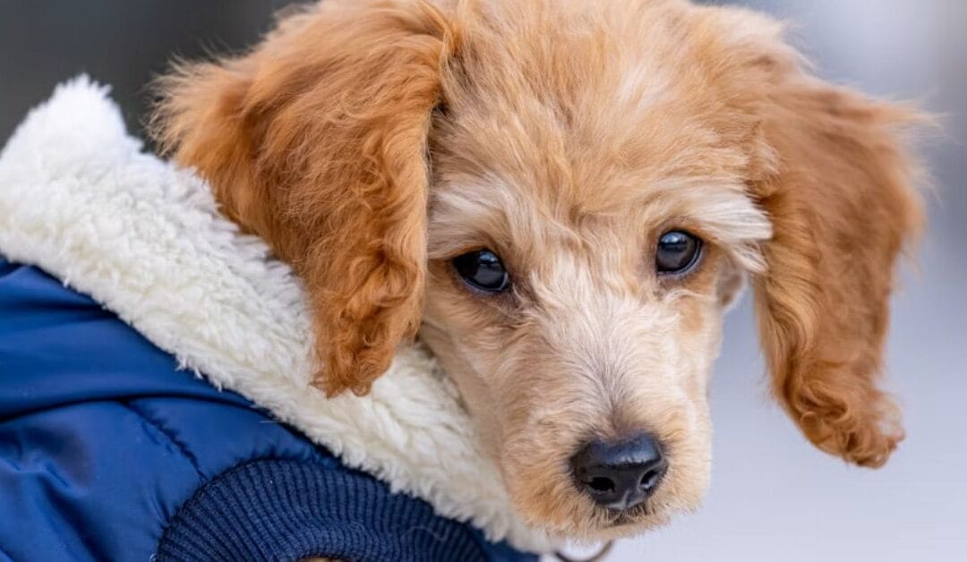 How to Keep Your Pet Warm in Cold Weather