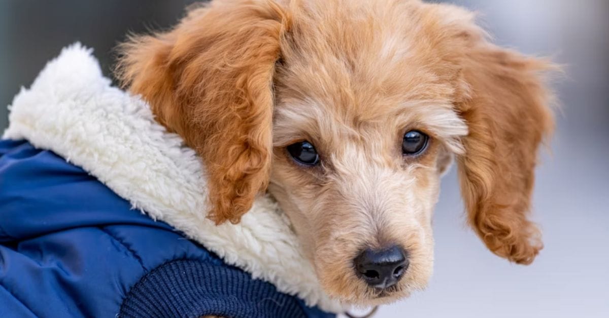 How to keep Your Pet Warm in Cold Weather