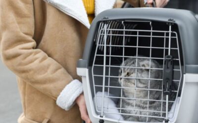 9 Expert Tips for Stress-Free International Pet Relocation
