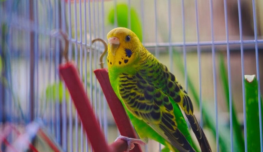 6 Signs Your Exotic Pet May Be Sick