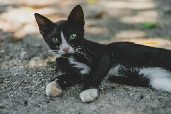 Feline Panleukopenia: The Cat Plague